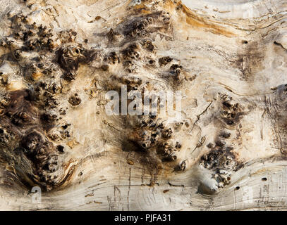 Top view of old log. Macro. Tree trunk without bark. Texture of timber.  Natural background Stock Photo