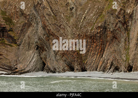 folded Crackington Formation turbiditic sandstones at HArtland Quay ...