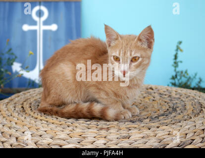 ginger cat Stock Photo