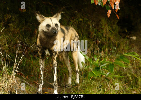 The African wild dog (Lycaon pictus), also known as African hunting dog, African painted dog, painted hunting dog, or painted wolf Stock Photo