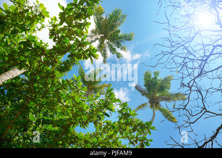 Branches of palm tree against beautiful blue sky and bright sun. Stock Photo