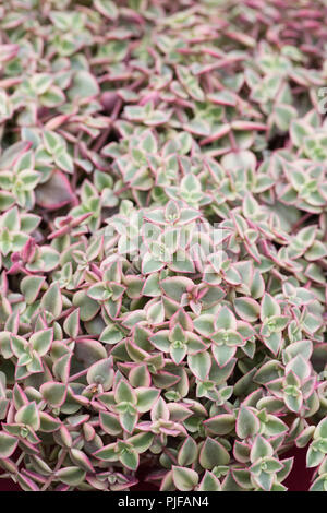 Crassula marginata variegata. Stock Photo