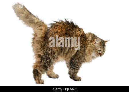 Fluffy angry cat isolated on white background. Side view. Stock Photo