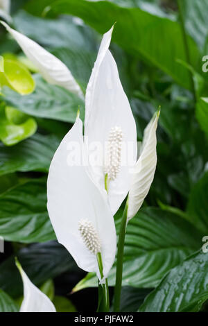 Spathiphyllum 'Vivaldi' white spathe. Stock Photo