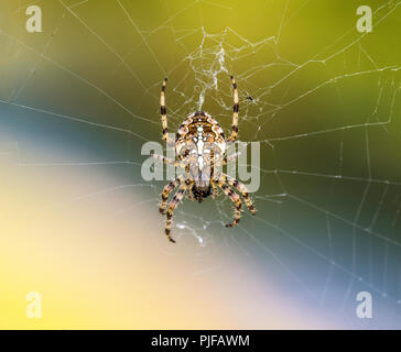 Araneus Diadematus is the Scientific name for this British Cross Orb-Weaver Spider. Situated in centre of its web with every leg monitoring its web. Stock Photo