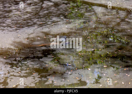 An alligator is camouflaged well in shadow and water as it floats in a tributary of the Pearl River in Louisiana. Stock Photo