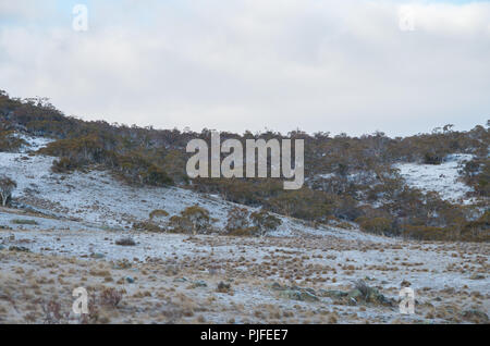 Australian bushland covered in snow after a snowfall in the snowy mountains Stock Photo