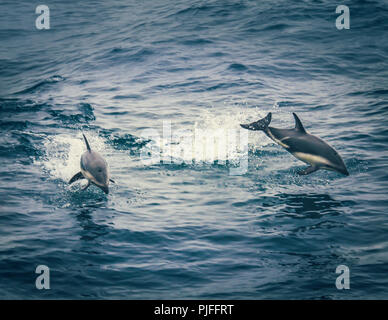 Dusky dolphins swimming alongside out boat during a whale watching cruise in the Pacific Ocean off Kaikoura, South Island, New Zealand Stock Photo