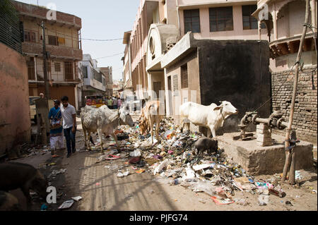 Cows eating garbage on the street at Vrindavan  Mathura  Uttar Pradesh  India Stock Photo