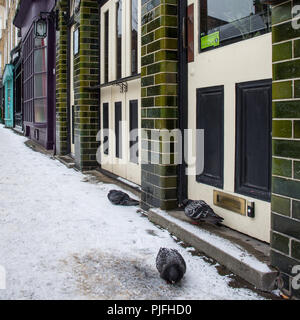 London, England, UK - March 1, 2018: Pigeons forage for food and huddle from the cold on a snow-covered street in north London during the harsh winter Stock Photo