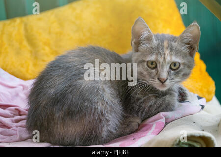 Young gray female cat laying  on chair Stock Photo