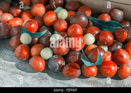 On the wooden surface of the table a lot of ripe red and yellow plums. Presented in close-up. Stock Photo