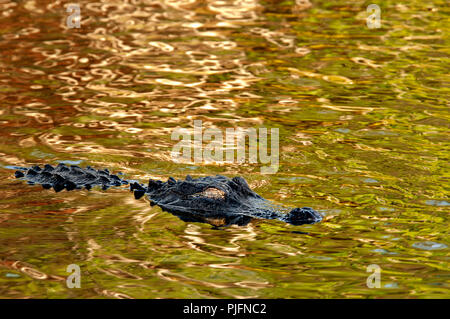 An American alligator with a golden eye floats on the surface of colorful shiny water reflecting mangroves and plants in the Everglades in Florida. Stock Photo