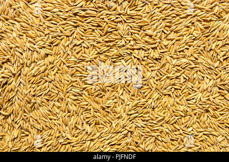 Top view of paddy rice and rice seed on the floor, Background and wallpaper by pile of paddy rice seed, Close-up of brown rice grain. Stock Photo