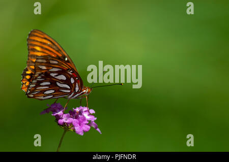 An orange, white and black gulf fritillary (Agraulis vanillae) butterfly perched on a pink lantana bloom with a soft green background. Stock Photo