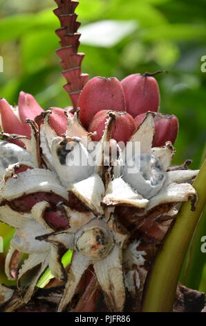 A very ripe Pink Banana at the Sunken Gardens, St. Petersburg, Florida Stock Photo