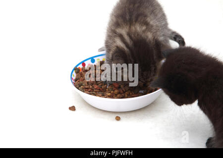 Two Kittens Eating Dried Food from a Bowl Stock Photo