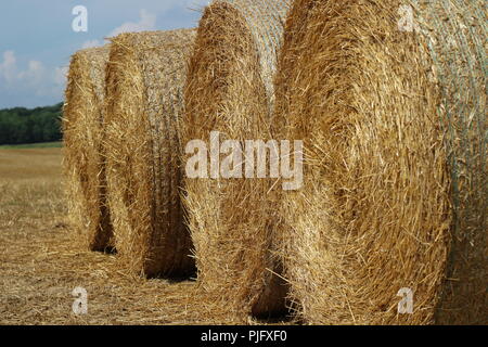 four round bales of hay in a field in a rural setting on a sunny day Stock Photo