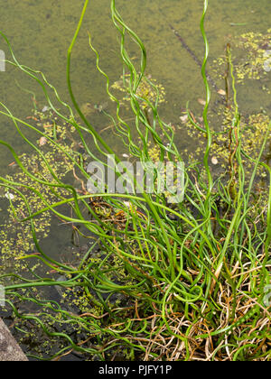 Twisted evergreen stems of the hardy marginal aquatic pond plant, Juncus effusus f. spiralis, the corkscrew rush Stock Photo