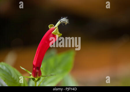 Rare plant flower of rain forest in high mountain tropical Bolivia. Macro Stock Photo