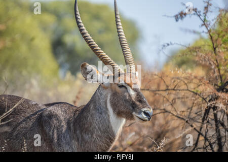 Portrait of a cute and big waterbuck with large horns also known as Kobus ellipsiprymnus in North kruger park Safari Stock Photo