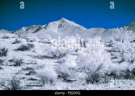 cold desert vegetation