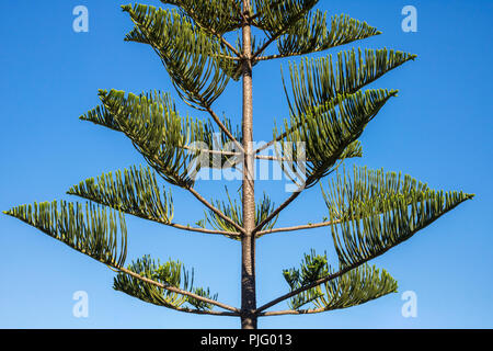 Araucaria heterophylla - Norfolk Island Pine Tree Stock Photo