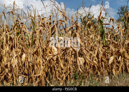 Donate  Field Ready