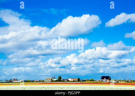 Colorful tulip flower field panoramic landscape view at Amsterdam Netherlands in April blooming season Stock Photo