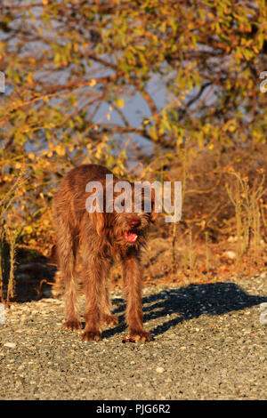 Stray mongrel bondu dog, Troodos, Cyprus Stock Photo