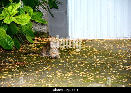 one cat with a dead mouse Stock Photo