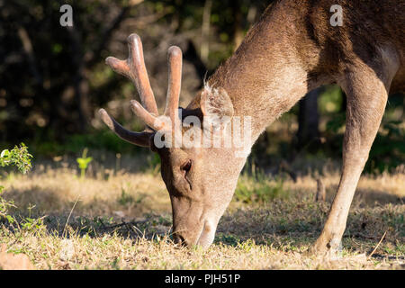 Adult buck Timor rusa deer, Cervus timorensis, in velvet on Rinca Island, Indonesia Stock Photo