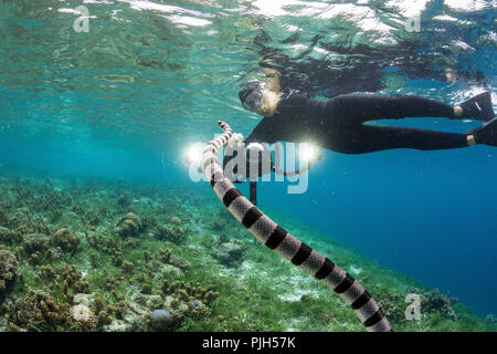 Banded sea krait, Laticauda colubrina, with photographer on Sebayur Island,  Flores Sea, Indonesia Stock Photo