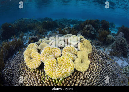 A profusion of hard and soft corals on Sebayur Island, Komodo National Park,  Flores Sea, Indonesia Stock Photo