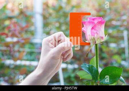 measurement with a ruler of a bud of a rose flower on blurred background Stock Photo