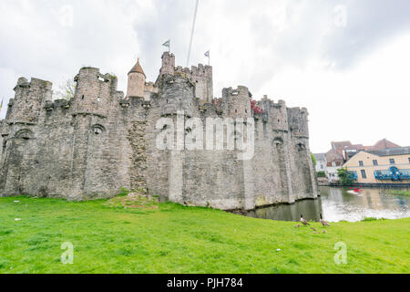 Canada Goose family playing around the famous Gravensteen Castle at Ghent, Belgium Stock Photo