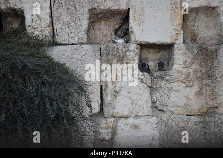 Pairs of Pigeons in the Western Wall in the Old City of Jerusalem Stock Photo