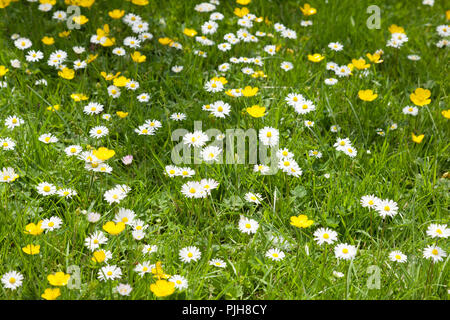 Buttercups and daisies growing in grass. Stock Photo