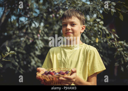 the boy holds a wooden basket with ripe plums. harvesting in the garden. Stock Photo