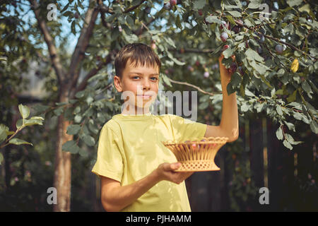 the boy collects ripe plum from a tree in the garden in a wooden basket. Stock Photo
