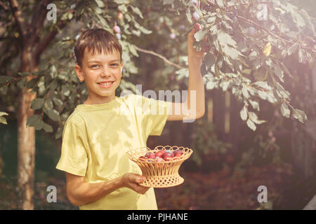 the boy collects ripe plum from a tree in the garden in a wooden basket. Stock Photo