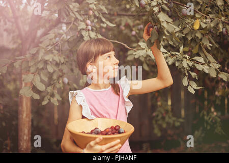 girl collects ripe plum in the garden in a wooden basket. Stock Photo