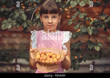 girl holding a wooden basket with ripe apricots. harvest. Stock Photo
