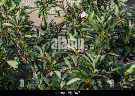 avocado tree, avocados ripe on the tree, this plant grown in tropical Stock Photo