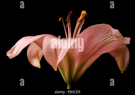 Lilja flower Stock Photo