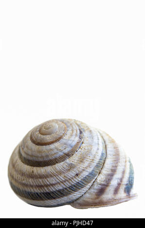 Single snail house shell close up isolate against a white backdrop Stock Photo