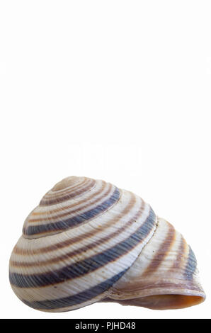Single snail house shell close up isolate against a white backdrop Stock Photo