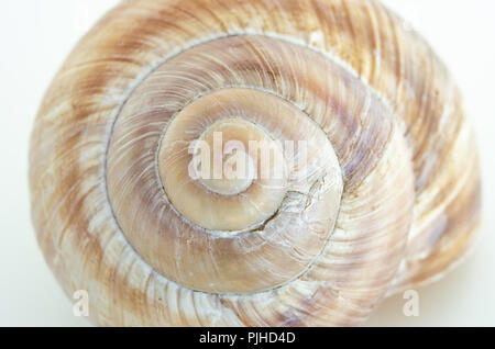 Single snail house shell close up isolate against a white backdrop Stock Photo