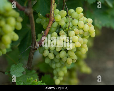 Ripe, tasty, green kind of grapes, a large brush of ripe grapes Stock Photo
