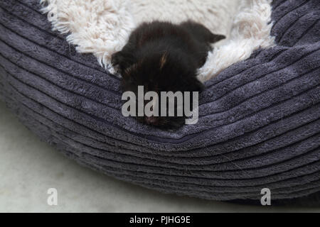 7 Days Old Black Kitten with Brown Markings on Face Sleeping in Fleece Lined Bed Stock Photo